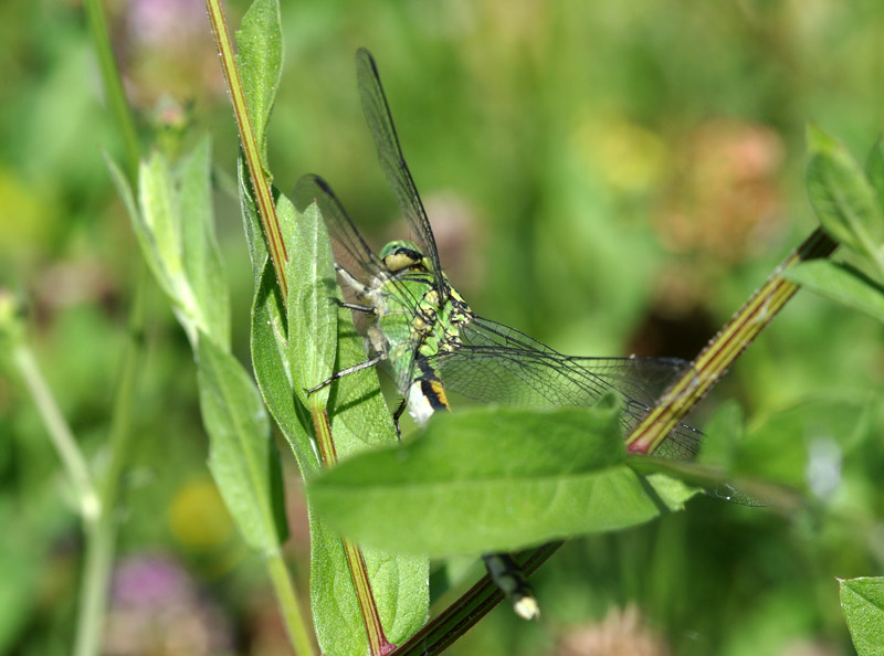 Missione impossibile? Gomphus vs Ophiogomphus